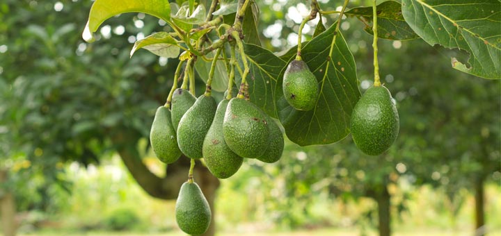 Holy Guacamole, Avocado Prices Are High! Here's Why You're Paying More